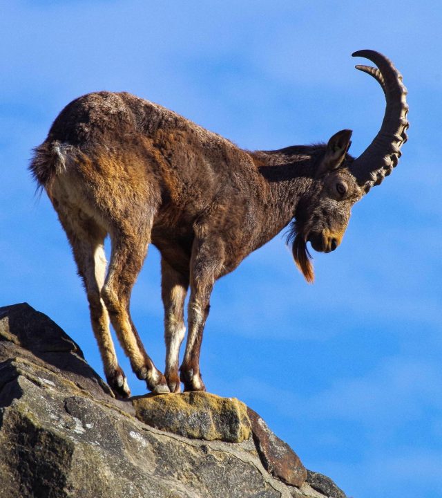 capricorn-3834296_1920