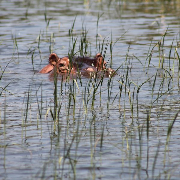 hippopotamus-950051_1920